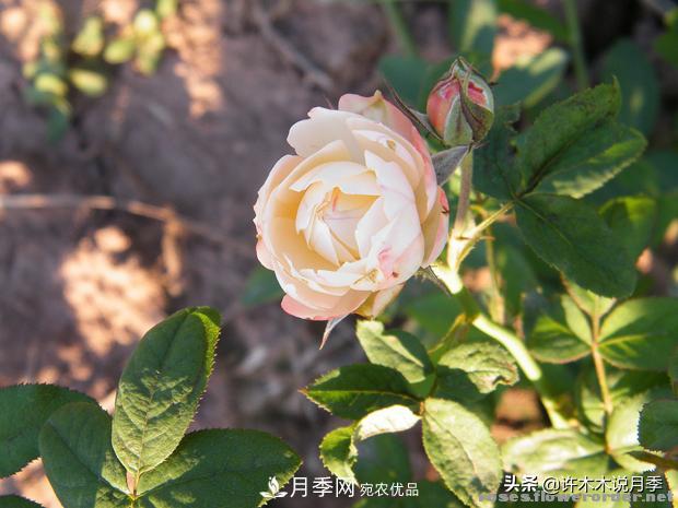 25款純正中國月季，不比外國差，今有國月更比歐月俏(圖1)