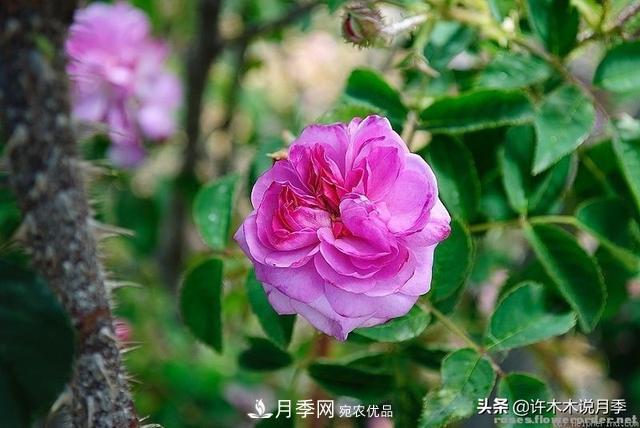 25款純正中國月季，不比外國差，今有國月更比歐月俏(圖3)