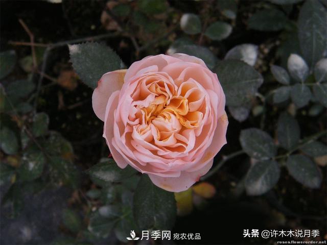 25款純正中國月季，不比外國差，今有國月更比歐月俏(圖6)