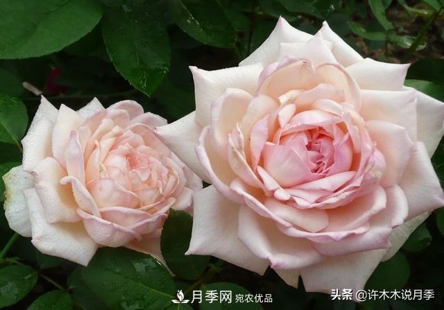 25款純正中國月季，不比外國差，今有國月更比歐月俏(圖8)
