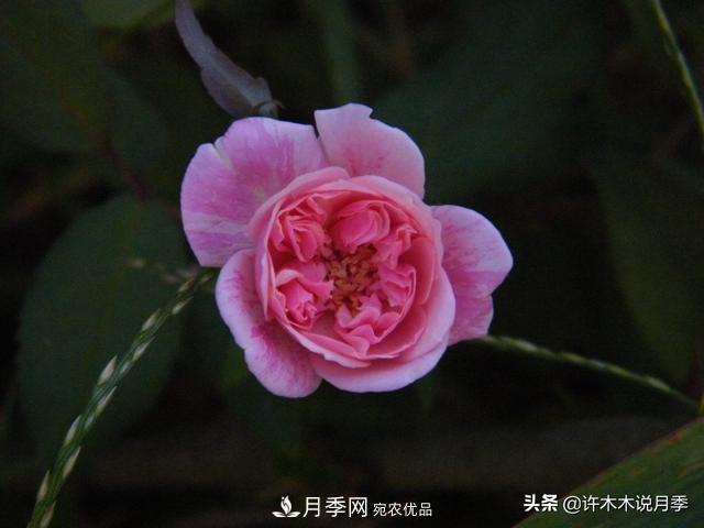25款純正中國月季，不比外國差，今有國月更比歐月俏(圖10)