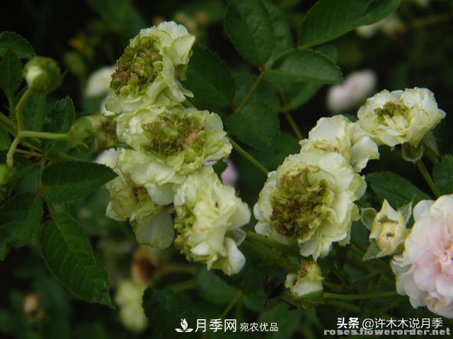 25款純正中國月季，不比外國差，今有國月更比歐月俏(圖14)