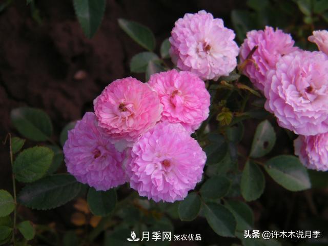 25款純正中國月季，不比外國差，今有國月更比歐月俏(圖15)