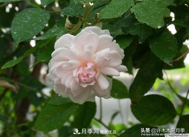 25款純正中國月季，不比外國差，今有國月更比歐月俏(圖9)