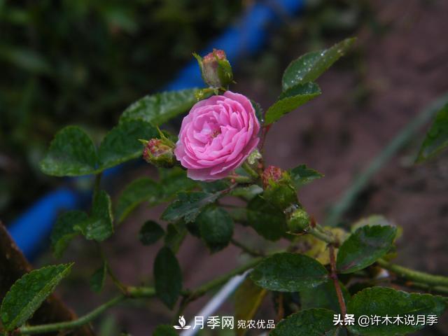 25款純正中國月季，不比外國差，今有國月更比歐月俏(圖12)