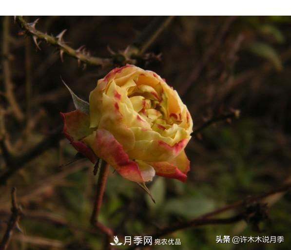 25款純正中國月季，不比外國差，今有國月更比歐月俏(圖18)