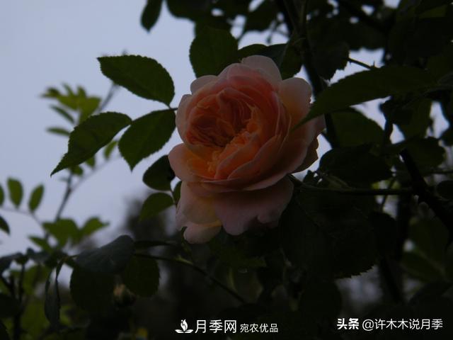 25款純正中國月季，不比外國差，今有國月更比歐月俏(圖21)