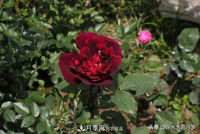 25款純正中國月季，不比外國差，今有國月更比歐月俏(圖17)