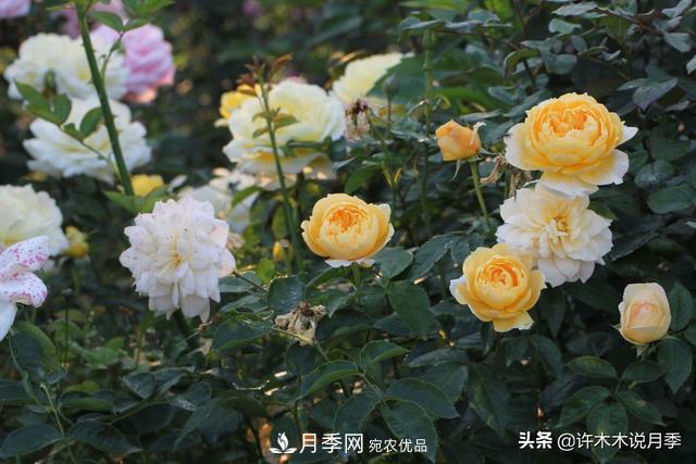 25款純正中國月季，不比外國差，今有國月更比歐月俏(圖19)