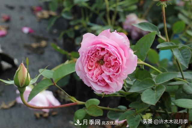 25款純正中國月季，不比外國差，今有國月更比歐月俏(圖16)