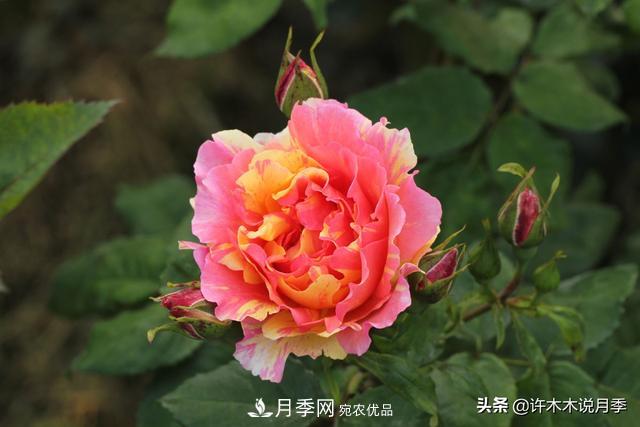 25款純正中國月季，不比外國差，今有國月更比歐月俏(圖20)