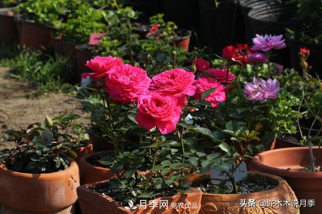 25款純正中國月季，不比外國差，今有國月更比歐月俏(圖25)