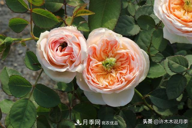 25款純正中國月季，不比外國差，今有國月更比歐月俏(圖23)