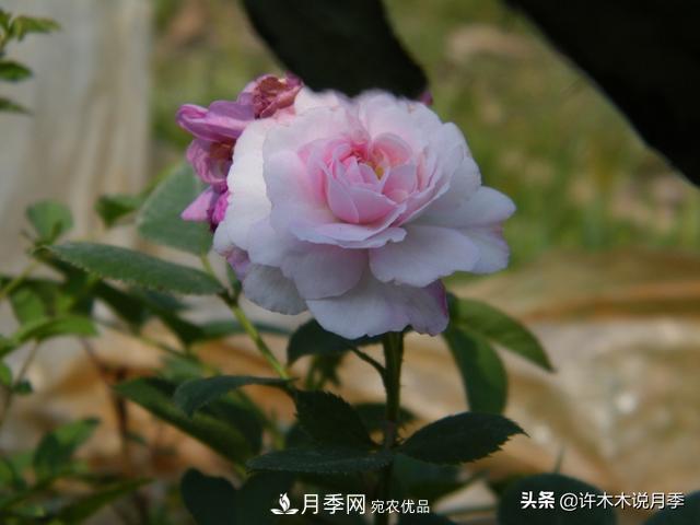 25款純正中國月季，不比外國差，今有國月更比歐月俏(圖22)