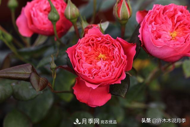 25款純正中國月季，不比外國差，今有國月更比歐月俏(圖24)