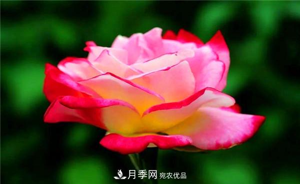 立秋以后，養(yǎng)月季記住3個(gè)“口訣”再迎綻放期(圖2)