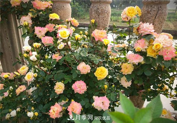 立秋以后，養(yǎng)月季記住3個(gè)“口訣”再迎綻放期(圖3)