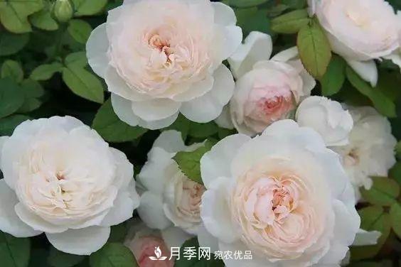 你種過***香的月季是什么香味？十款強香月季(圖1)
