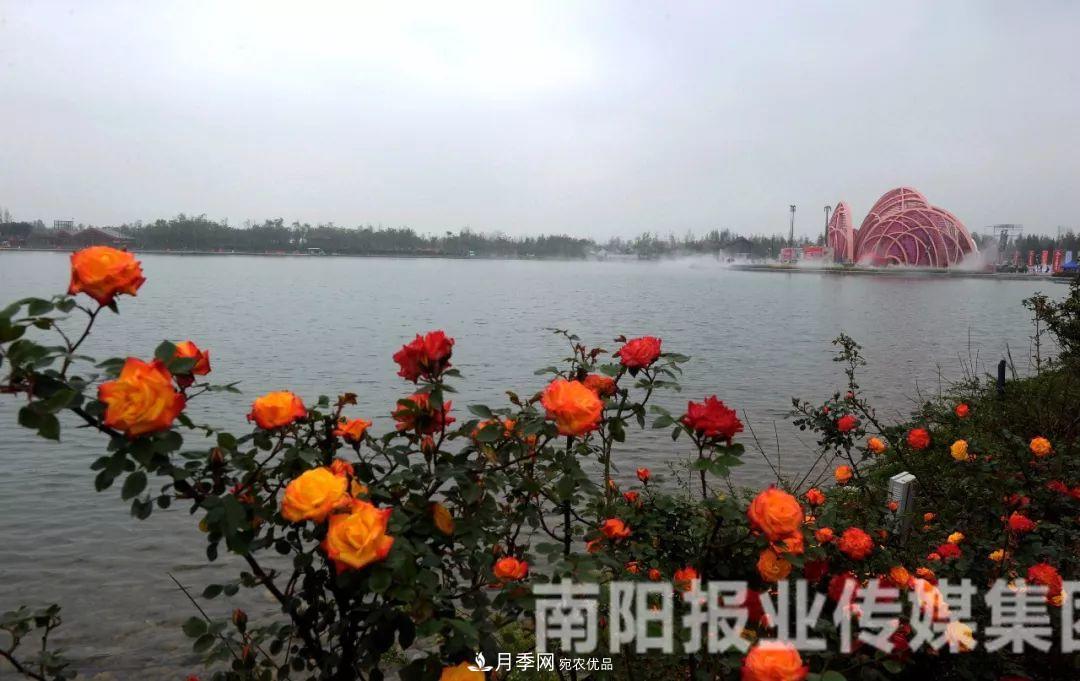 月季花美了一座城，2019世界月季洲際大會給南陽帶來了什么？(圖1)