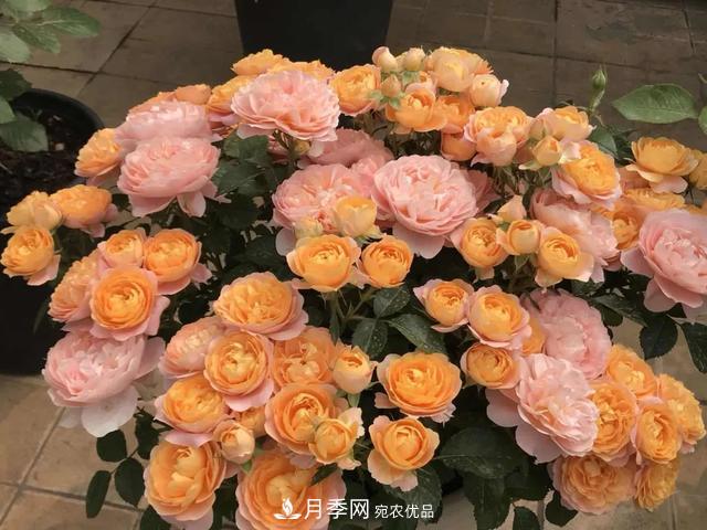 這5款不翻車的月季，誰養(yǎng)誰知道！附爆盆養(yǎng)護指南(圖5)