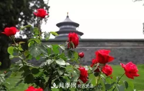 她潛心研究月季，帶領(lǐng)中國月季走向世界，被稱為“月季夫人”(圖5)