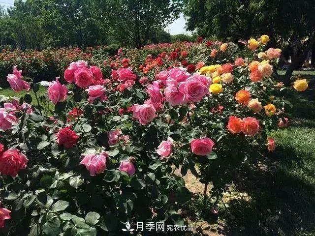 她潛心研究月季，帶領(lǐng)中國月季走向世界，被稱為“月季夫人”(圖6)
