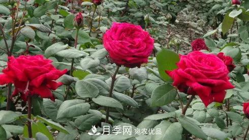 她潛心研究月季，帶領(lǐng)中國月季走向世界，被稱為“月季夫人”(圖8)