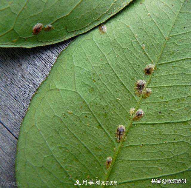 10種月季常見(jiàn)病蟲(chóng)害識(shí)別及用藥(圖4)