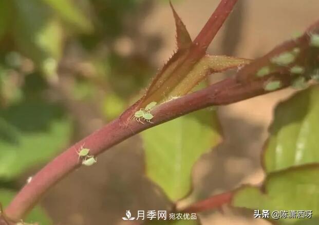 10種月季常見(jiàn)病蟲(chóng)害識(shí)別及用藥(圖3)