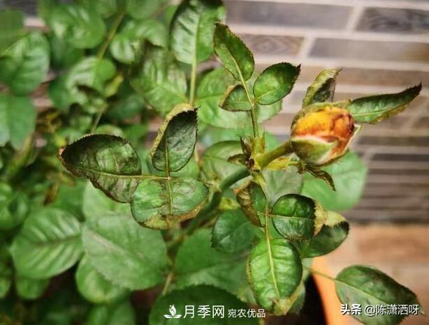 10種月季常見(jiàn)病蟲(chóng)害識(shí)別及用藥(圖5)