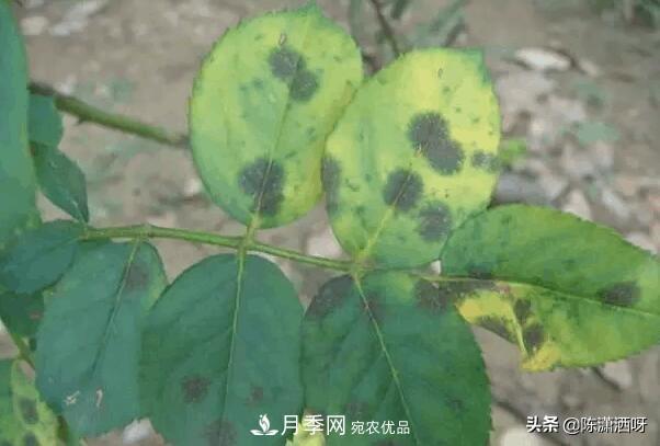 10種月季常見(jiàn)病蟲(chóng)害識(shí)別及用藥(圖8)