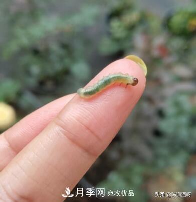 10種月季常見(jiàn)病蟲(chóng)害識(shí)別及用藥(圖12)