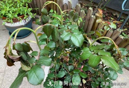 10種月季常見(jiàn)病蟲(chóng)害識(shí)別及用藥(圖13)