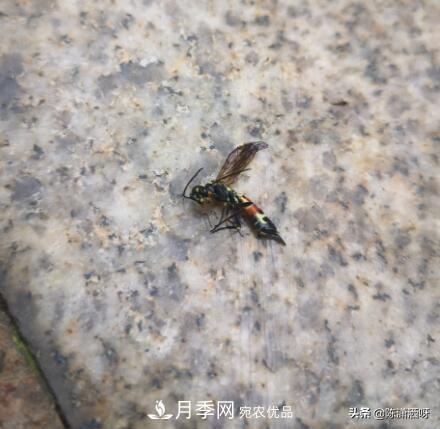 10種月季常見(jiàn)病蟲(chóng)害識(shí)別及用藥(圖14)