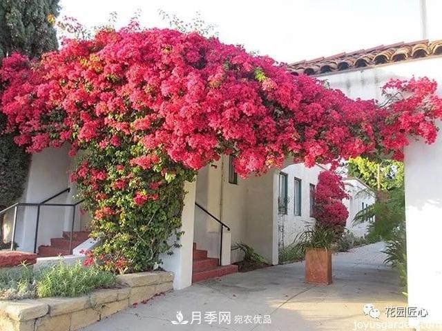 八月月季花卉養(yǎng)護(hù)，園丁的打理事宜(圖5)