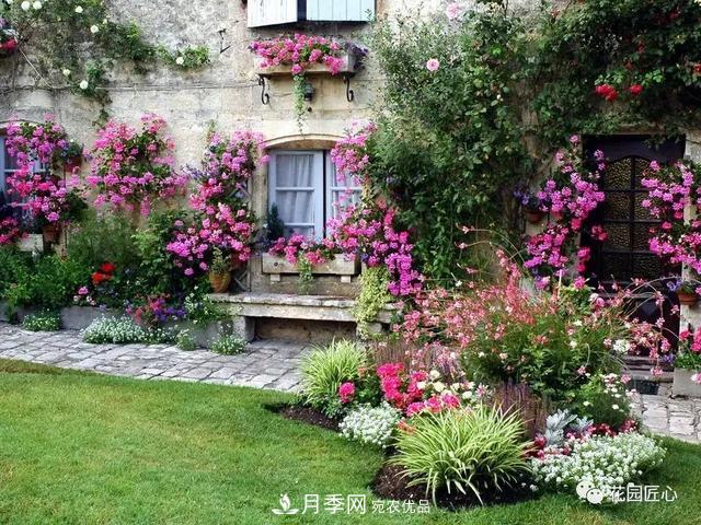 八月月季花卉養(yǎng)護(hù)，園丁的打理事宜(圖2)