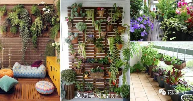八月月季花卉養(yǎng)護(hù)，園丁的打理事宜(圖3)