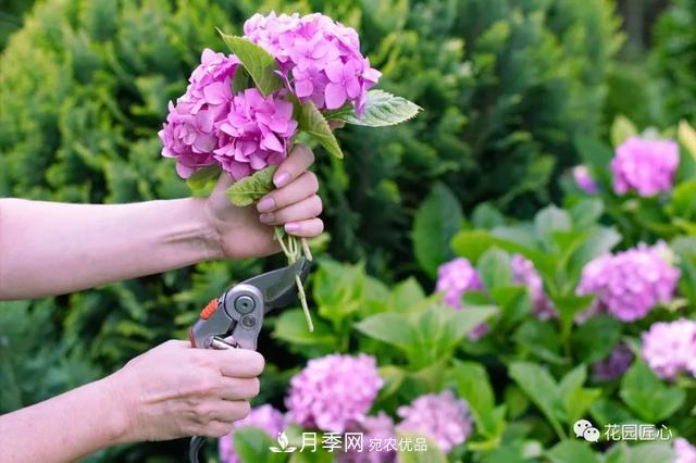 八月月季花卉養(yǎng)護(hù)，園丁的打理事宜(圖7)