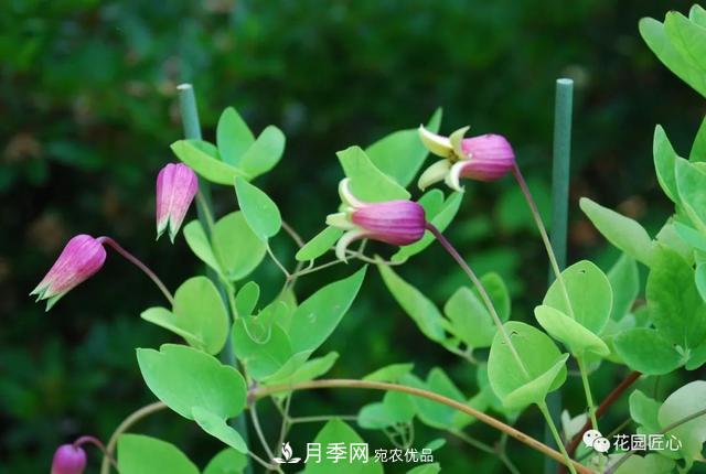 八月月季花卉養(yǎng)護(hù)，園丁的打理事宜(圖8)