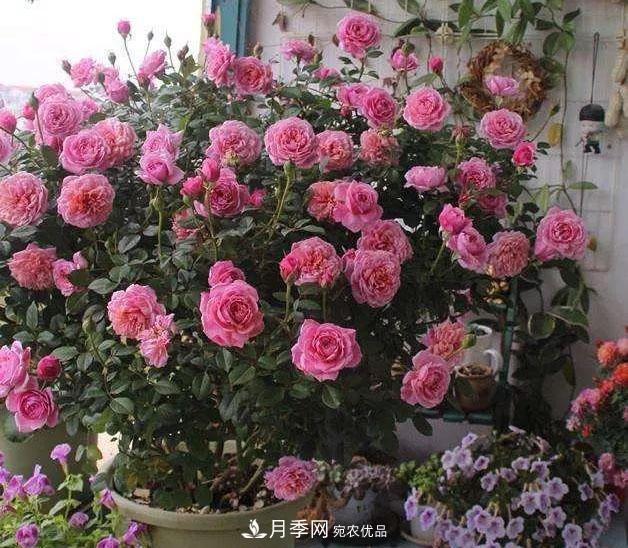 八月月季花卉養(yǎng)護(hù)，園丁的打理事宜(圖9)