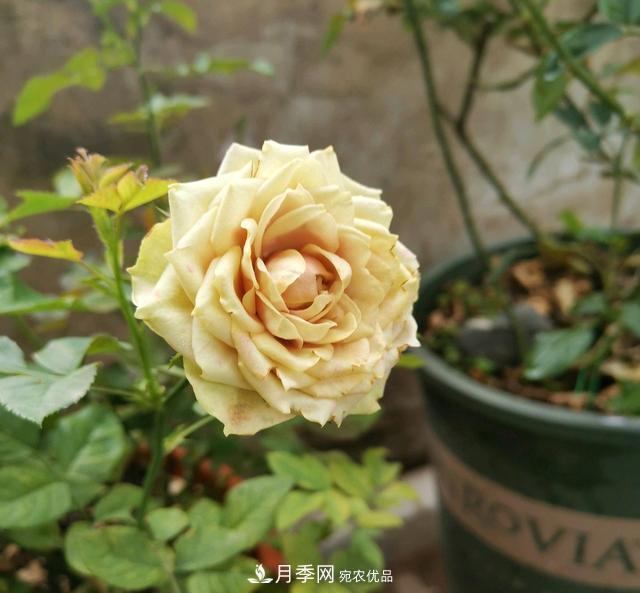 月季橫拉一個(gè)月了，就是不出粗筍，怎么辦？(圖1)