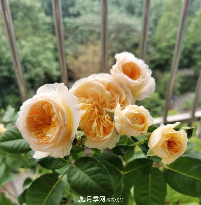 月季橫拉一個(gè)月了，就是不出粗筍，怎么辦？(圖5)