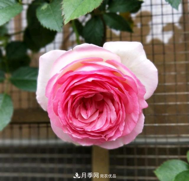 月季橫拉一個(gè)月了，就是不出粗筍，怎么辦？(圖3)