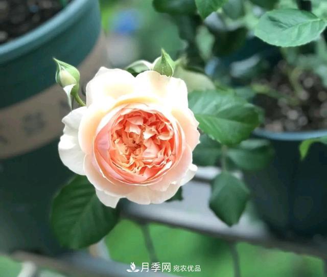 月季橫拉一個(gè)月了，就是不出粗筍，怎么辦？(圖4)