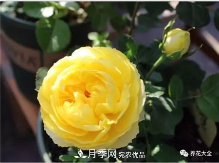 花期***長的10種月季，種一棵賞大半年(圖3)