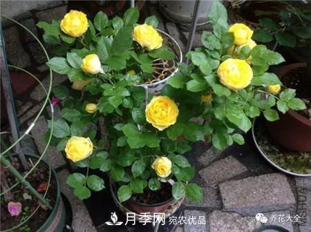 花期***長的10種月季，種一棵賞大半年(圖4)