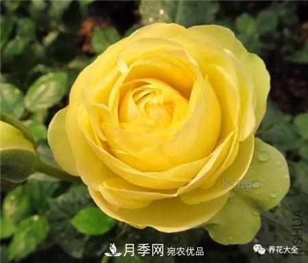 花期***長的10種月季，種一棵賞大半年(圖1)