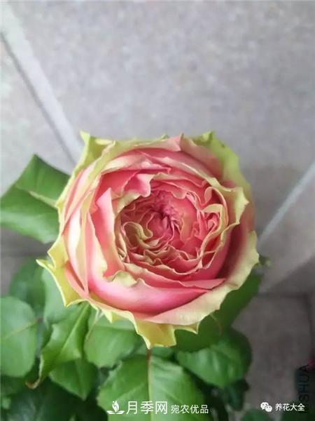 花期***長的10種月季，種一棵賞大半年(圖7)