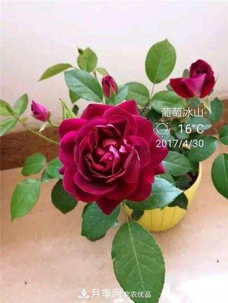 花期***長的10種月季，種一棵賞大半年(圖10)