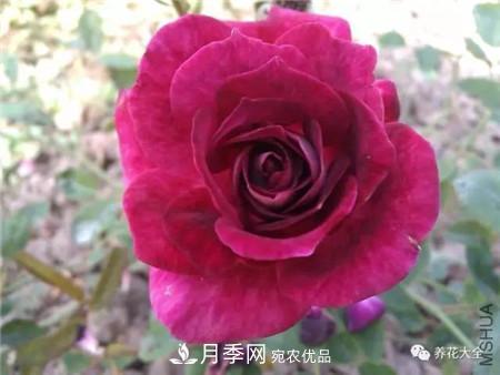 花期***長的10種月季，種一棵賞大半年(圖9)